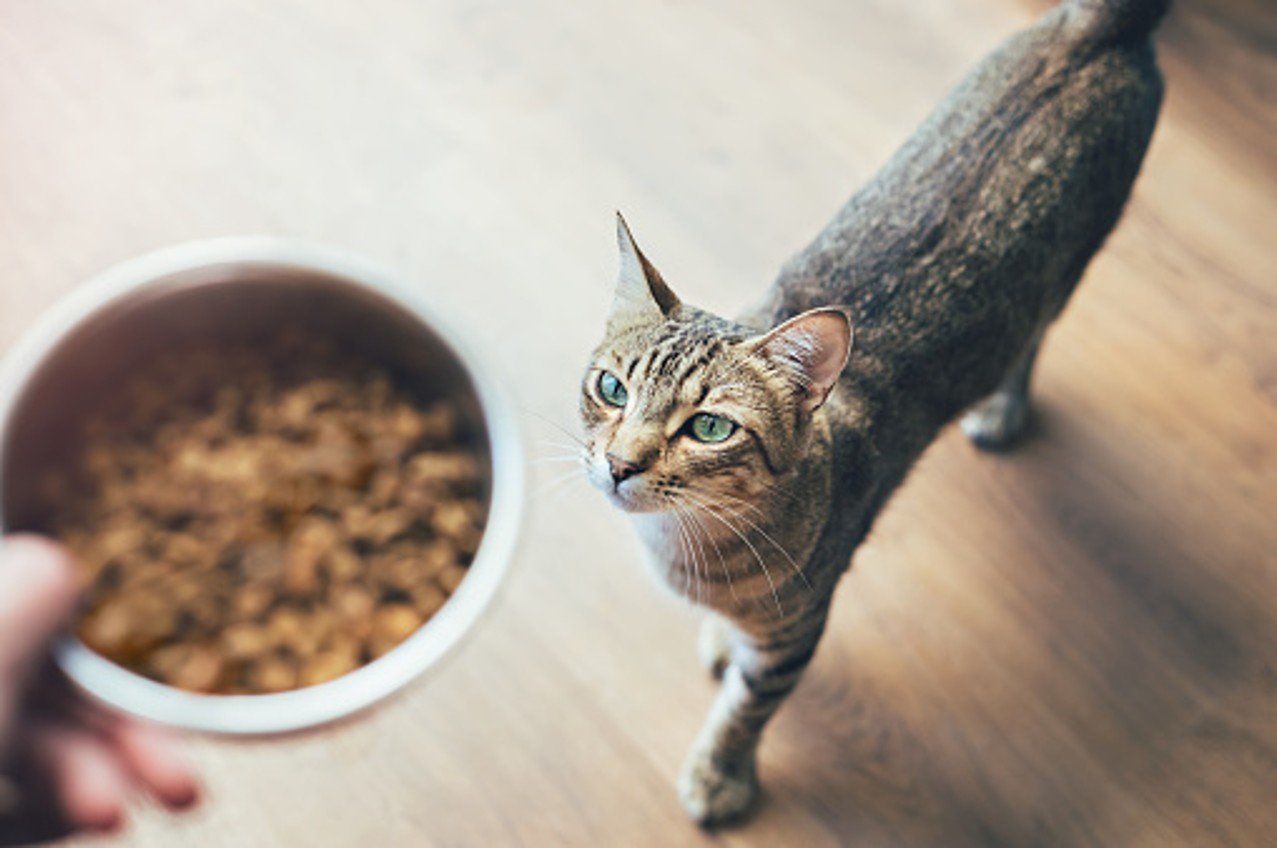 An image of a grey cat walking up to a bowl of cat food, which is about to be placed on the floor in front of it.